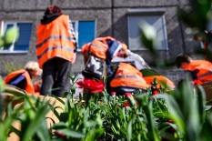 Около 500 саженцев китайской гвоздики высадили мурманские школьники