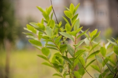 Акция «Зеленый рекорд» снова пройдет в Мурманске осенью