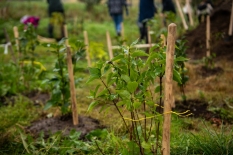 Северян приглашают присоединиться к акции «Зеленый рекорд»