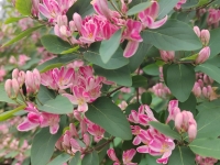 В центре Мурманска открывается ярмарка «Ряды»