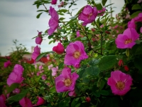 Срок рассмотрения заявлений о распоряжении маткапиталом сокращен до 5 дней