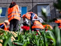 Около 500 саженцев китайской гвоздики высадили мурманские школьники