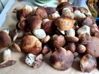 В центре Мурманска откроются грибные «Ряды»