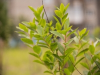 Акция «Зеленый рекорд» снова пройдет в Мурманске осенью