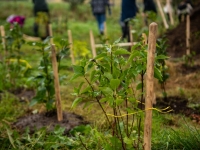 Северян приглашают присоединиться к акции «Зеленый рекорд»