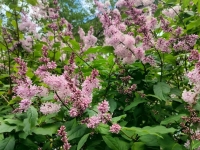 Понятие «студенческая семья» в России теперь закреплено законом