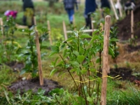 Мурманчане приняли участие в ежегодной акции по озеленению города